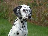 DALMATIEN 521